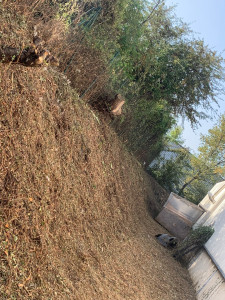 Photo de galerie - Tonte de pelouse 