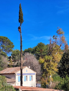 Photo de galerie - Abattage d’un sapin de 22 m de haut