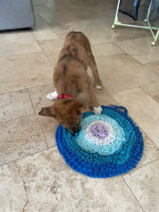 Photo de galerie - Asko accueilli 1 mois