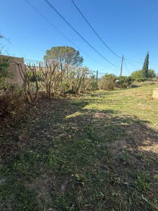 Photo de galerie - Elagage et coupe d'arbres