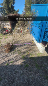 Photo de galerie - Evacuation de végétaux 