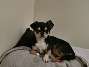 Photo de galerie - Garde chien