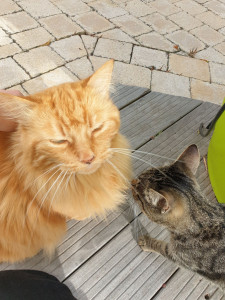 Photo de galerie - Garde de 2 chats, remise de croquettes et nettoyage des gamelles, changement de litière...