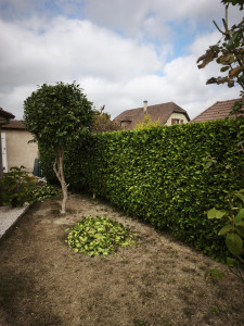 Photo de galerie - Taille de haie 