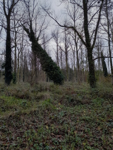 Photo de galerie - Elagage et coupe d'arbres