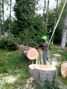 Photo de galerie - Abattage d'arbre