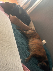 Photo de galerie - Garde chiens 