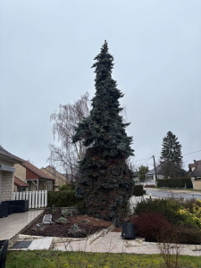 Photo de galerie - Abattage 
