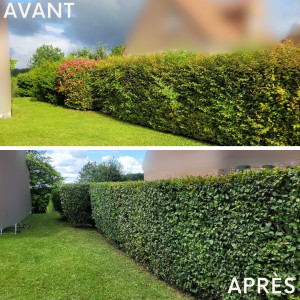Photo de galerie - Taille de haies et d'arbustes