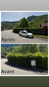 Photo de galerie - Taille de haie laurier 