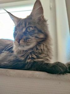 Photo de galerie - Garde chat