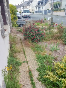 Photo de galerie - Tonte de pelouse - Débroussaillage