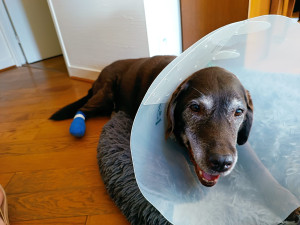 Photo de galerie - Sweety récupérée après une petite visite chez le vétérinaire !