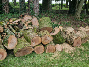 Photo de galerie - Elagage et coupe d'arbres