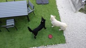 Photo de galerie - Garde de 2 mois de Friska, cette belle Berger blanc suisse 