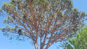 Photo de galerie - Elagage et coupe d'arbres