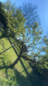 Photo de galerie - Elagage et coupe d'arbres