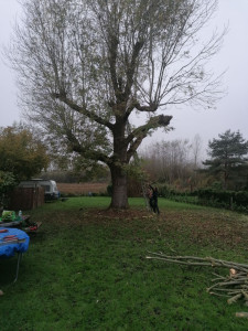 Photo de galerie - élagage Fresnes