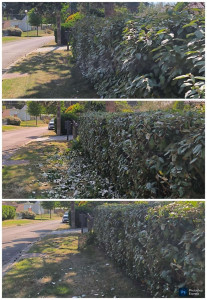 Photo de galerie - Taille d'une haie d'environ 30 m de long