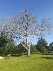 Photo de galerie - Elagage et coupe d'arbres