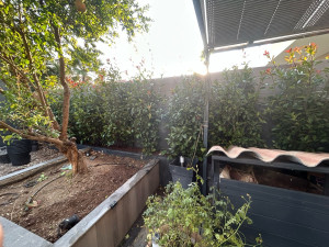Photo de galerie - Plantation d’une haie de photinia