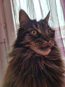 Photo de galerie - Garde chat