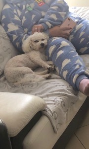 Photo de galerie - Garde chien