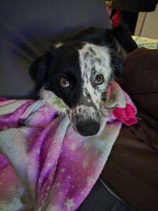 Photo de galerie - Honey,jolie border collie confiée par un particulier, pendant 15 jours à mon domicile 