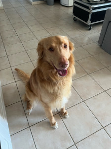 Photo de galerie - Golden retriever 
