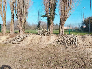 Photo de galerie - Coupe de bois 