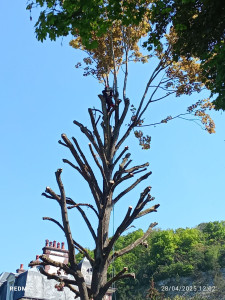 Photo de galerie - élagage d'arbre