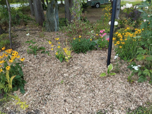Photo de galerie - Pose de paillis dans un massif le après. 