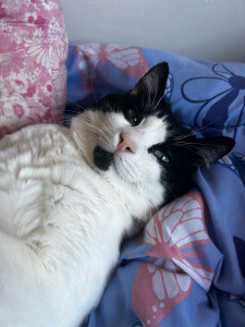 Photo de galerie - Garde de chat