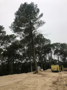 Photo de galerie - Abattage d’un gros pin sur un terrain en construction 