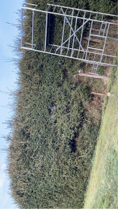 Photo de galerie - Taille de haies et d'arbustes