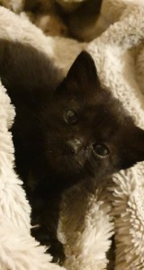 Photo de galerie - Voici une photo de réalisation proposée pour un Voisin