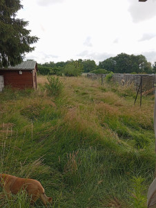 Photo de galerie - Une tonte de pelouse qui n'a pas été réalisé depuis un an et demi