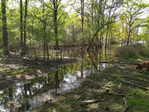 Photo de galerie - Elagage et coupe d'arbres