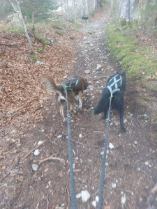 Photo de galerie - Je fais de la canirando avec mes chiens. Votre chien ne sera pas enfermé toute la journée!!
