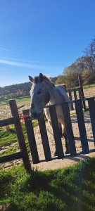 Photo de galerie - Les chevaux aussi on le droit au bien-être et pleins d'amour 