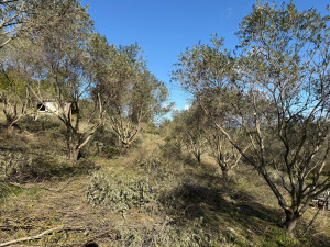 Photo de galerie - Taille de restructuration d’oliviers