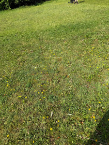 Photo de galerie - Tonte de pelouse 