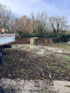 Photo de galerie - Démontage marronnier 