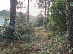 Photo de galerie - Débroussaillage sous bois