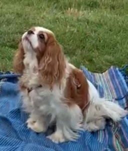 Photo de galerie - Ballades et jeux