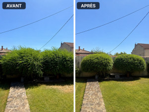 Photo de galerie - Remise en forme de deux jasmins primevères après leur floraison. Taille d’entretien réalisée pour redonner une belle forme en favorisant une bonne repousse.