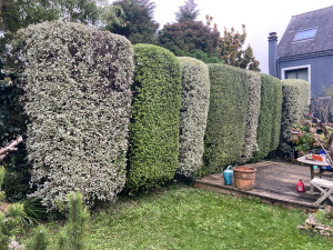 Photo de galerie - Tailles de haies spécifiques 