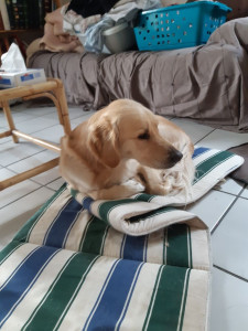 Photo de galerie - Open mon chien de 8 ans 