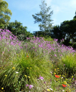 Photo de galerie - Terrain avec herbes hautes, broussailles et fleurs sauvages. Les herbes sont denses et non entretenues, ce qui montre un besoin de tonte et de débroussaillage pour retrouver une pelouse propre et un jardin dégagé