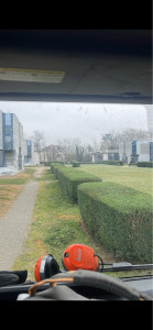 Photo de galerie - Taille de petite haie d’if 